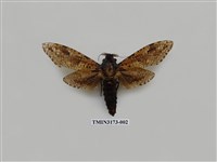 藏品(梟斑蠹蛾)的圖片